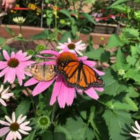 Wow! at the Beechcreek Botanical Gardens – June 2017